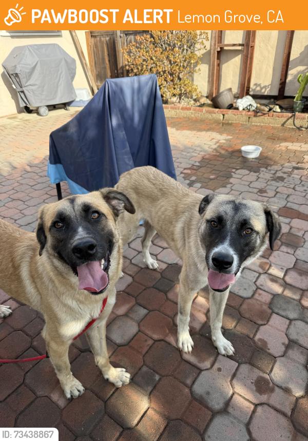 Found/Stray Male Dog last seen Calvacado St, Lemon Grove, CA 91945