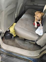 Lost Female Dog last seen Wrexham and springmont, Columbus, OH 43204