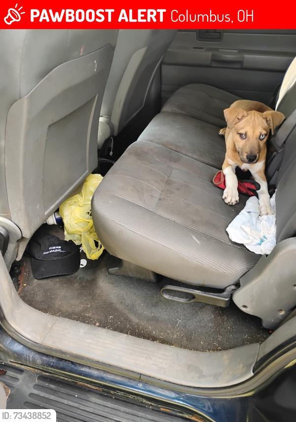 Lost Female Dog last seen Wrexham and springmont, Columbus, OH 43204