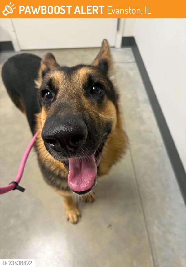 Found/Stray Male Dog last seen Noyes and Sherman CTA tracks, Evanston, IL 60201