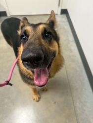 Found/Stray Male Dog last seen Noyes and Sherman CTA tracks, Evanston, IL 60201