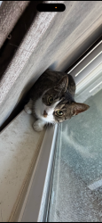 Lost Male Cat last seen Near San Andreas rd Watsonville ca, Watsonville, CA 95076