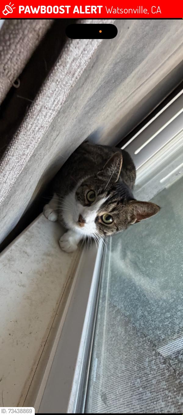 Lost Male Cat last seen Near San Andreas rd Watsonville ca, Watsonville, CA 95076