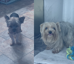 Reunited Female Dog last seen Breeze Park Dr., Houston, TX 77015