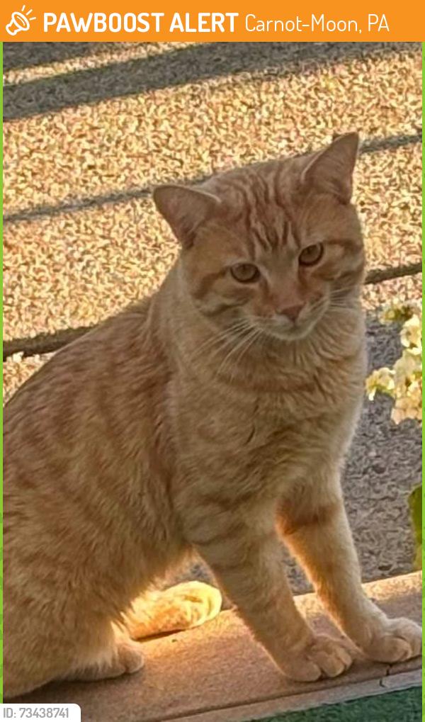 Found/Stray Male Cat last seen Thorn run rd and Baintree, Carnot-Moon, PA 15108