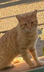Found/Stray Male Cat last seen Thorn run rd and Baintree, Carnot-Moon, PA 15108