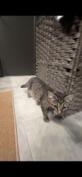 Found/Stray Male Cat last seen Meadowhill Drive near Benbrook Highschool, Benbrook, TX 76126