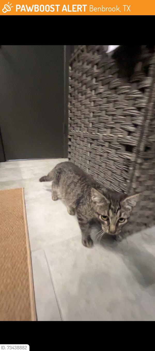 Found/Stray Male Cat last seen Meadowhill Drive near Benbrook Highschool, Benbrook, TX 76126