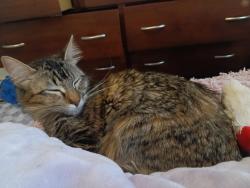 Lost Female Cat last seen El centro, Sacramento, CA 95835