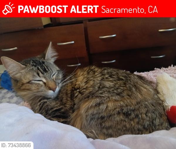 Lost Female Cat last seen El centro, Sacramento, CA 95835