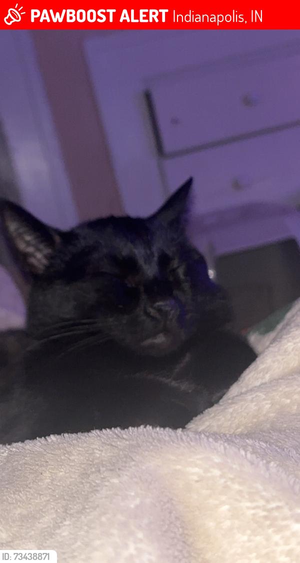 Lost Male Cat last seen Gilbert Ave and villa ave, Indianapolis, IN 46227