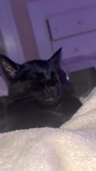 Lost Male Cat last seen Gilbert Ave and villa ave, Indianapolis, IN 46227