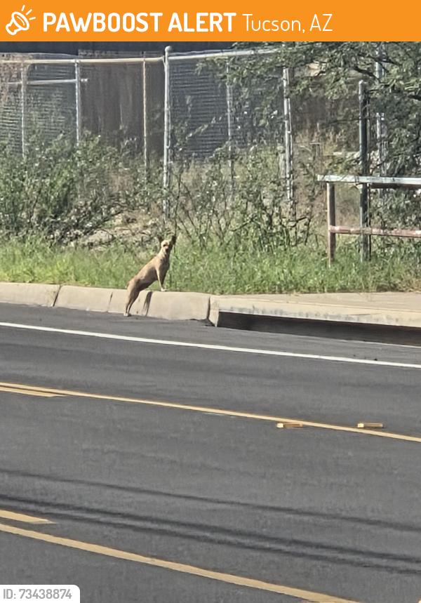 Found/Stray Unknown Dog last seen 14th St/Campbell Ave, Tucson, AZ 85719