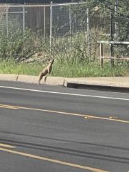 Found/Stray Unknown Dog last seen 14th St/Campbell Ave, Tucson, AZ 85719