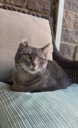 Reunited Female Cat last seen Danbury Drive., James Blvd., Aswan Drive, Signal Mountain, TN 37377