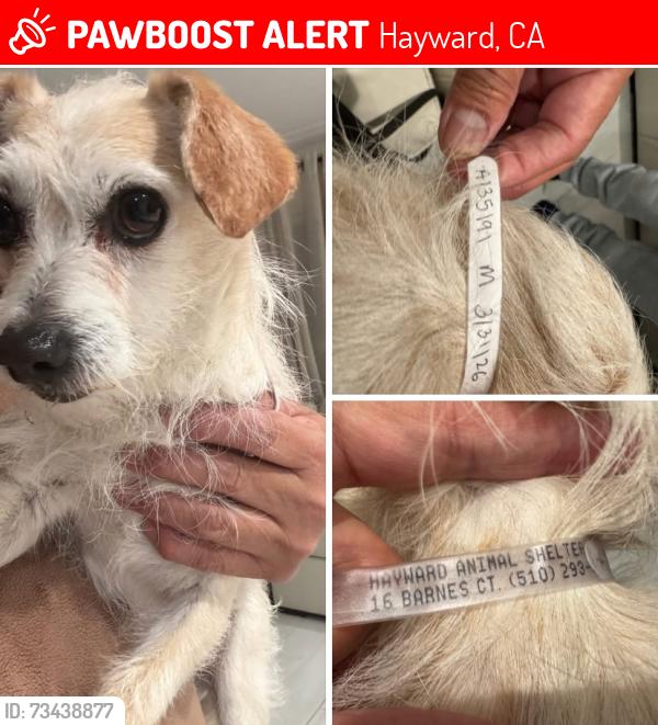 Lost Male Dog last seen Jackson, Hayward, CA 94544