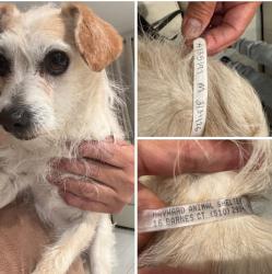 Lost Male Dog last seen Jackson, Hayward, CA 94544