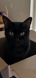 Reunited Female Cat last seen Staford and Naegelia, Citrus Springs, FL 34434