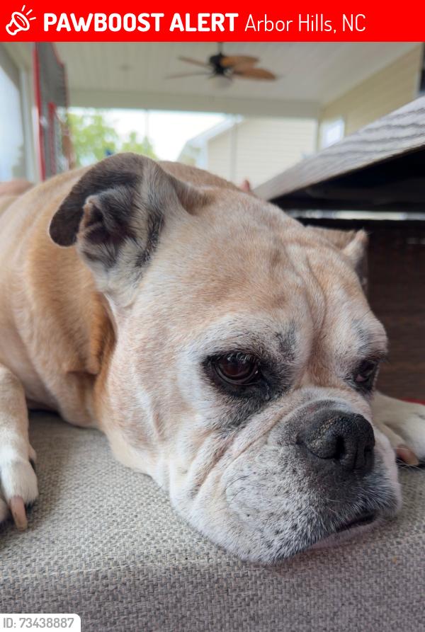 Lost Male Dog last seen Arbor Hills, Arbor Hills, NC 27858