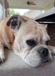 Lost Male Dog last seen Arbor Hills, Arbor Hills, NC 27858