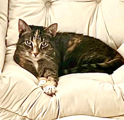 Lost Female Cat last seen Riverbend Country Club, Tequesta, FL 33469