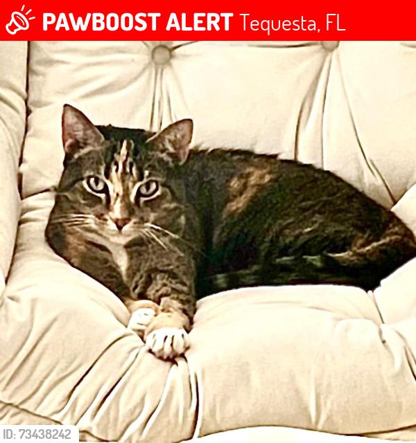 Lost Female Cat last seen Riverbend Country Club, Tequesta, FL 33469