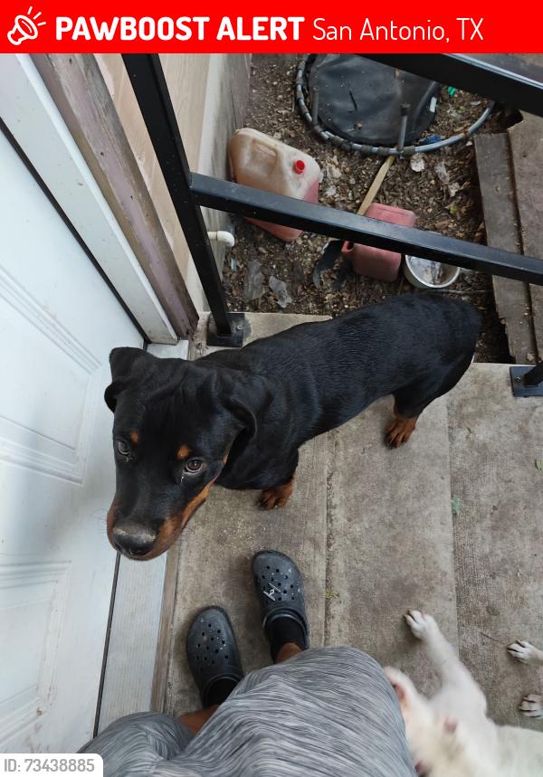 Lost Male Dog last seen West End Park, San Antonio, TX 78207