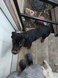 Lost Male Dog last seen West End Park, San Antonio, TX 78207