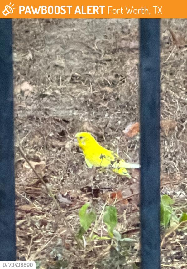 Found/Stray Unknown Bird last seen Silent creek trl., Fort Worth, TX 76118