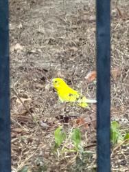 Found/Stray Unknown Bird last seen Silent creek trl., Fort Worth, TX 76118