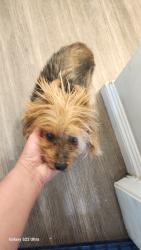 Found/Stray Female Dog last seen Huntington Dr and Campus Dr, Arcadia, CA 91007