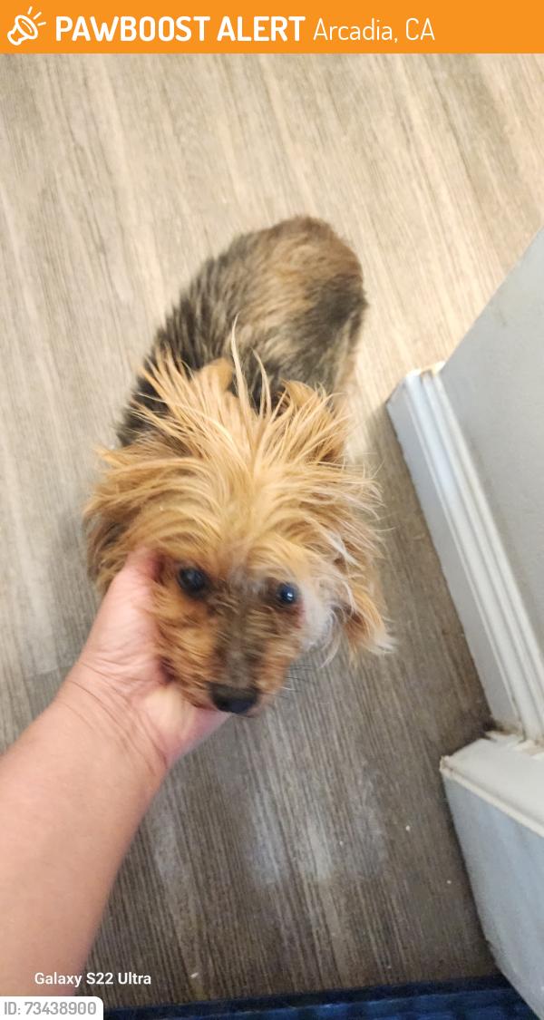 Found/Stray Female Dog last seen Huntington Dr and Campus Dr, Arcadia, CA 91007