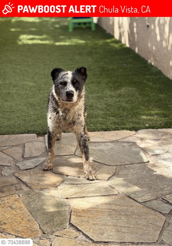 Lost Male Dog last seen Near las Flores dr, Chula Vista, CA 91910