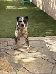 Lost Male Dog last seen Near las Flores dr, Chula Vista, CA 91910