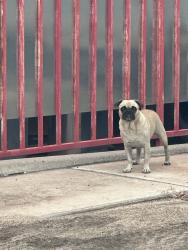 Reunited Unknown Dog last seen Robson & Broadway, Mesa, AZ 85210