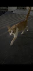 Lost Unknown Cat last seen Fifth and Ocean Hotel, Myrtle Beach, SC 29577