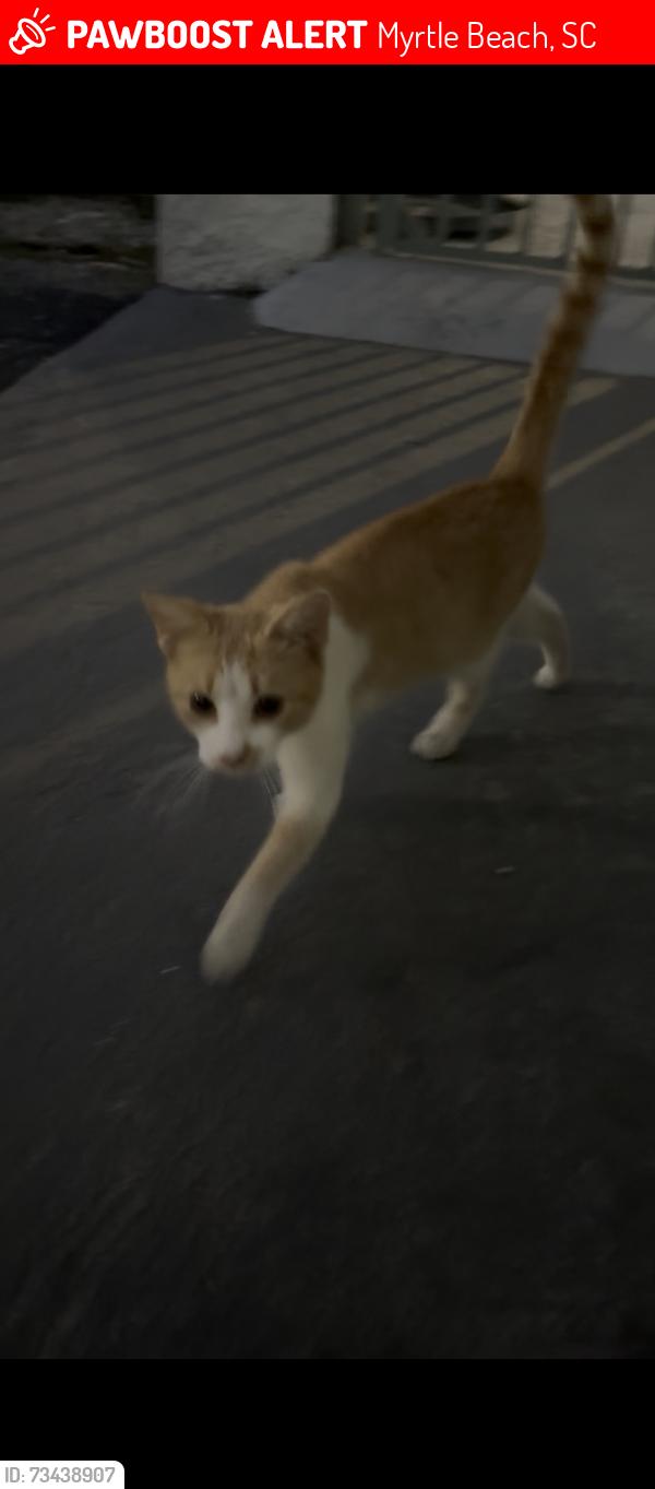 Lost Unknown Cat last seen Fifth and Ocean Hotel, Myrtle Beach, SC 29577