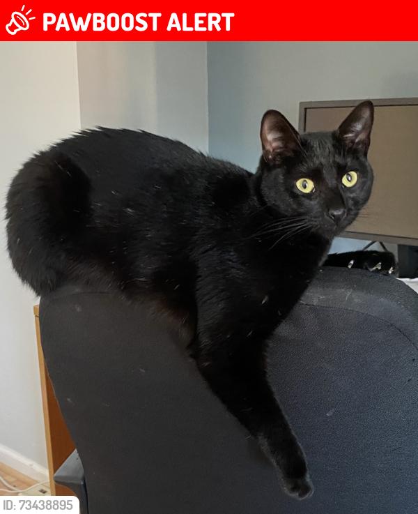 Lost Male Cat last seen East Washington ave and Third Ave, near elementary school, Atlantic Highlands, NJ 07716