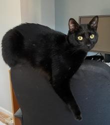 Lost Male Cat last seen East Washington ave and Third Ave, near elementary school, Atlantic Highlands, NJ 07716
