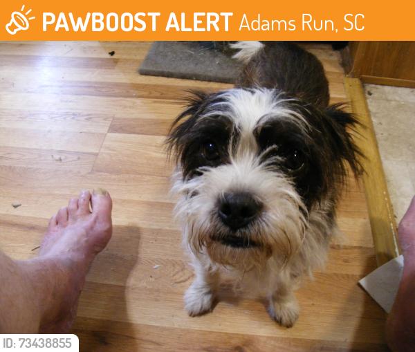 Found/Stray Male Dog last seen fire station hwy 174, Adams Run, SC 29426