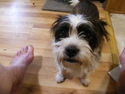 Found/Stray Male Dog last seen fire station hwy 174, Adams Run, SC 29426
