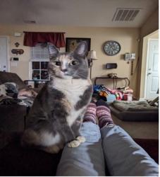 Reunited Female Cat last seen Old Rutherford Rd and Chick Springs Rd, Greenville County, SC 29687
