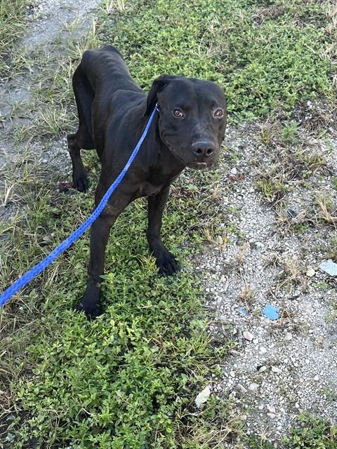 Shelter Stray Male Dog last seen Near BLOCK NW 7TH AVE, 3599 NW 79th Ave, Doral, FL 33122, USA