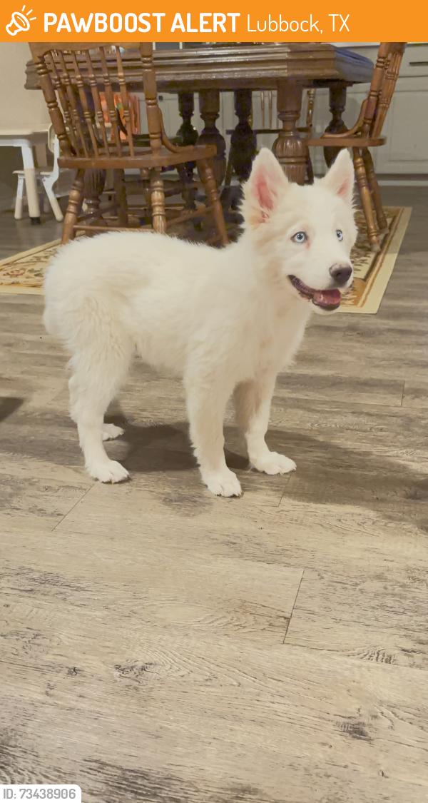 Found/Stray Female Dog last seen Near 55th st, Lubbock, TX 79407