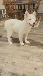 Found/Stray Female Dog last seen Near 55th st, Lubbock, TX 79407