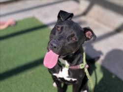 Shelter Stray Male Dog last seen , 957 N Gaffey St, San Pedro, CA 90731, USA