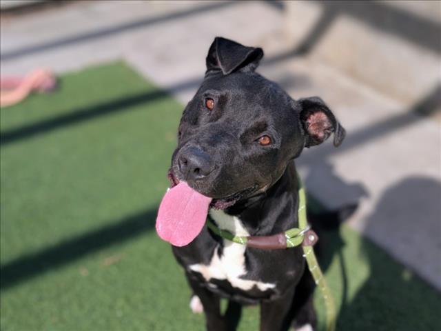 Shelter Stray Male Dog last seen , 957 N Gaffey St, San Pedro, CA 90731, USA