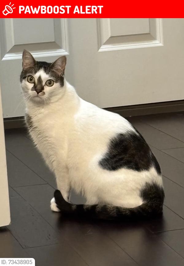Lost Male Cat last seen Windermere and Dominion Neighborhoods, St. Tammany Parish, LA 70447