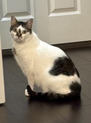 Lost Male Cat last seen Windermere and Dominion Neighborhoods, St. Tammany Parish, LA 70447