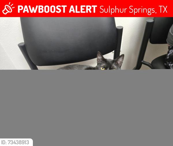 Lost Female Cat last seen Plano st and Texas St, Sulphur Springs, TX 75482